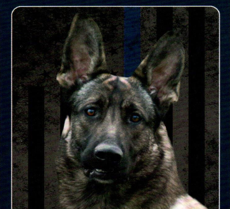Ozzie